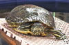 adoptable Turtle in  named MATILDA