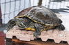 adoptable Turtle in  named A5657719