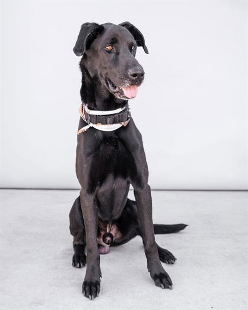 picture of the dog needing adoption