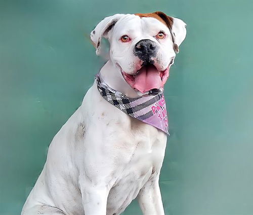 picture of the dog needing adoption