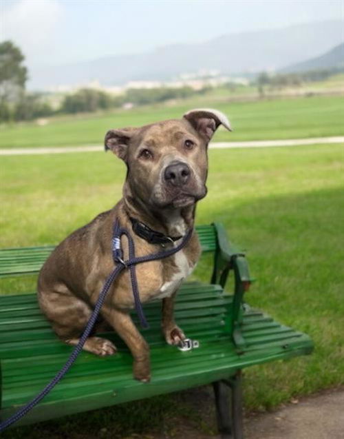 picture of the dog needing adoption