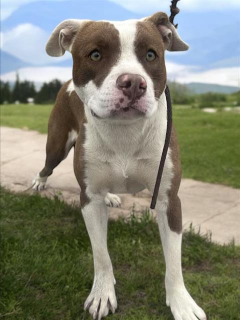 picture of the dog needing adoption
