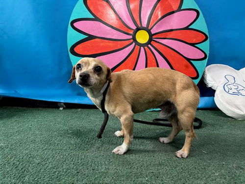 picture of the dog needing adoption