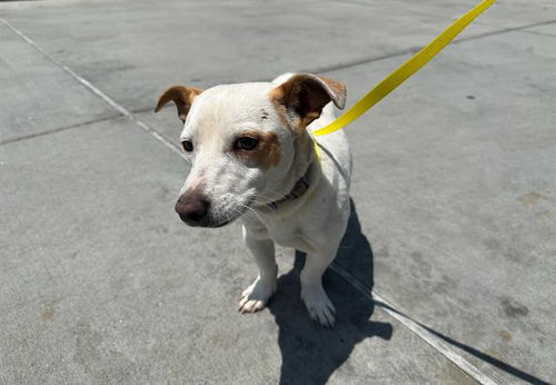 picture of the dog needing adoption