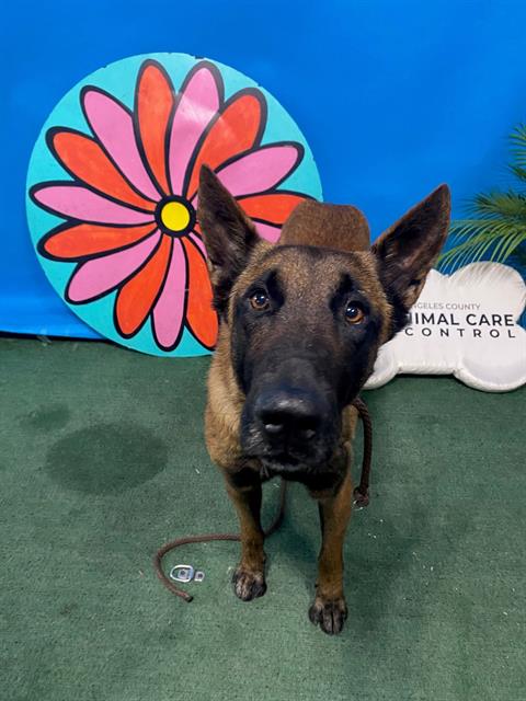 picture of the dog needing adoption