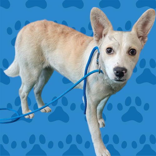 picture of the dog needing adoption