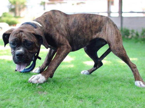 picture of the dog needing adoption