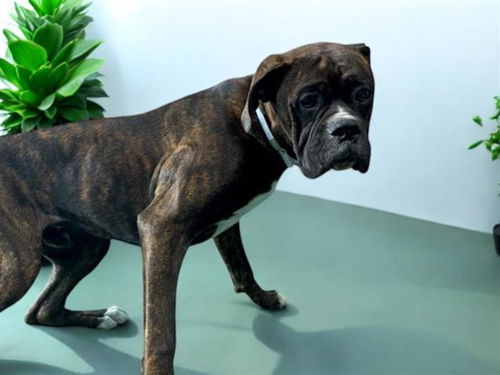 picture of the dog needing adoption