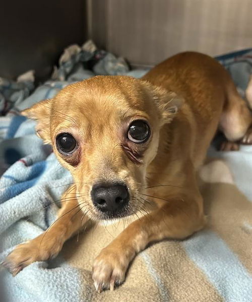 picture of the dog needing adoption