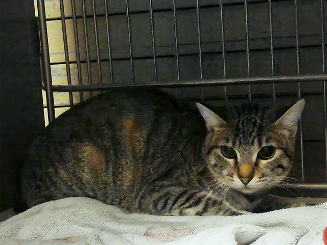 adoptable Cat in Baldwin Park, CA named LISA