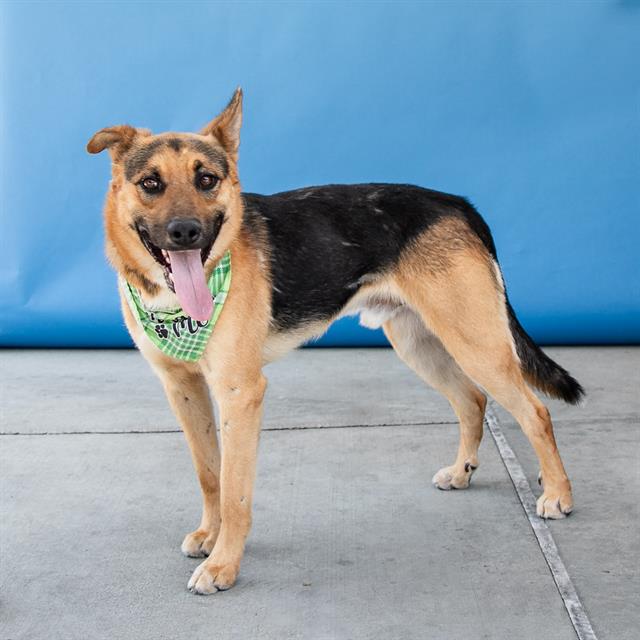 adoptable Dog in Baldwin Park, CA named TED