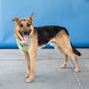 adoptable Dog in  named TED