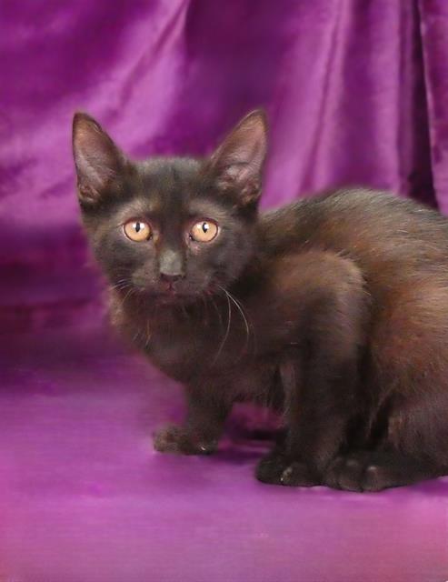 adoptable Cat in Baldwin Park, CA named POPPY