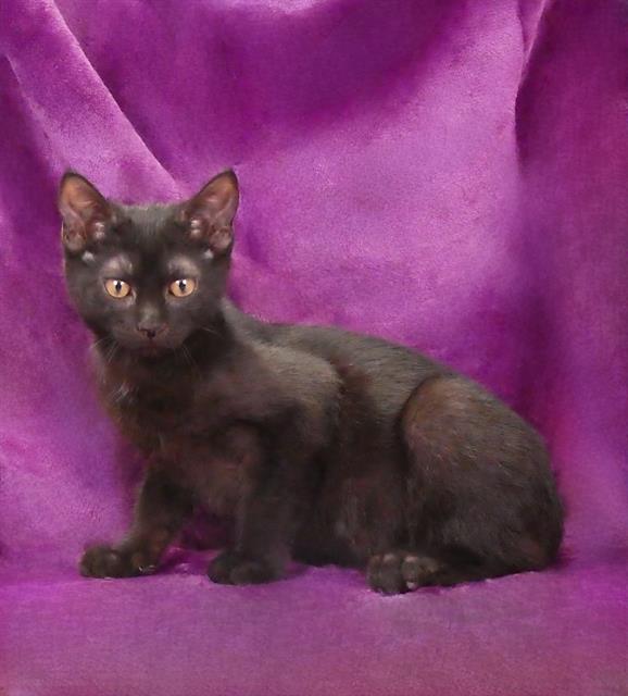 adoptable Cat in Baldwin Park, CA named LILY