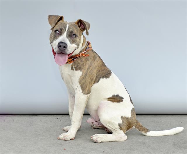 adoptable Dog in Baldwin Park, CA named NEWT