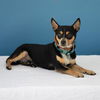 adoptable Dog in baldwin park, CA named BALU