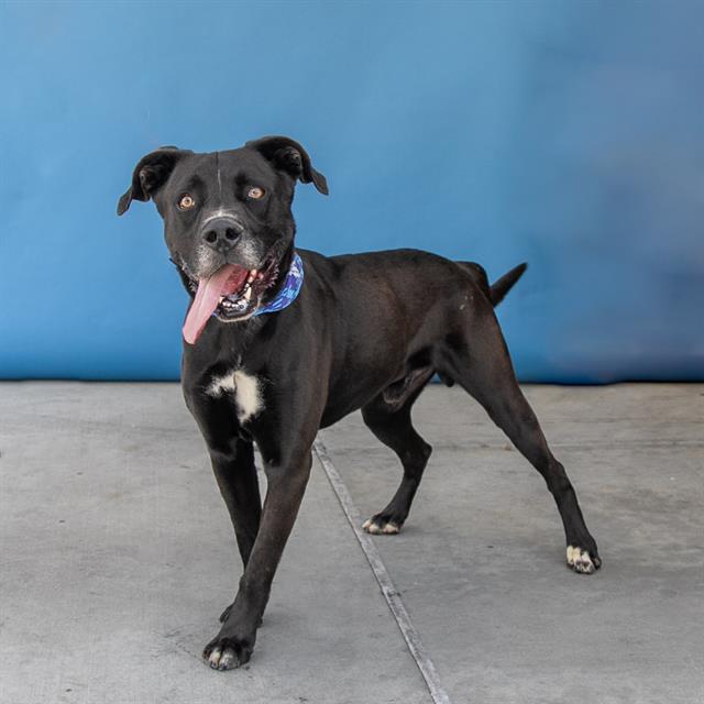adoptable Dog in Baldwin Park, CA named LUX