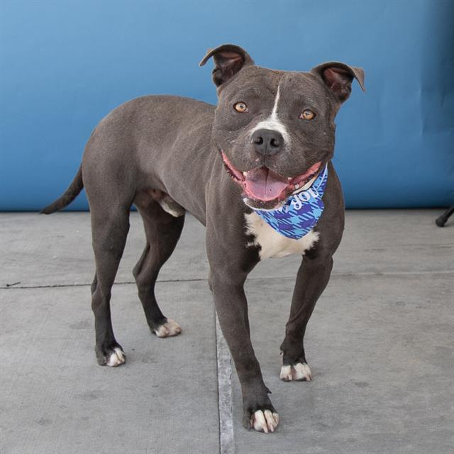 adoptable Dog in Baldwin Park, CA named MELVIN