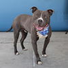 adoptable Dog in  named MELVIN