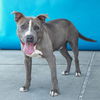 adoptable Dog in  named LAKE