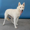 adoptable Dog in Baldwin Park, CA named DAISY
