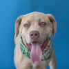 adoptable Dog in  named BILLY