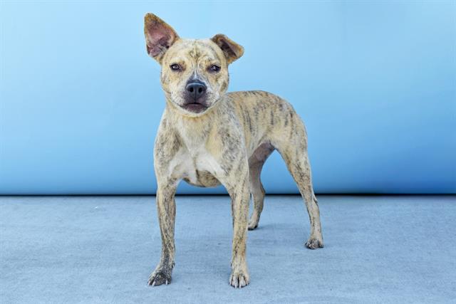 adoptable Dog in Baldwin Park, CA named ESTRELLA