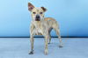 adoptable Dog in  named ESTRELLA