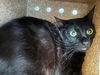 adoptable Cat in Baldwin Park, CA named BINX