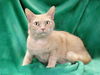 adoptable Cat in Baldwin Park, CA named RHETT