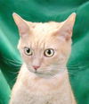 adoptable Cat in Baldwin Park, CA named GIGI