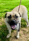 adoptable Dog in Baldwin Park, CA named DEACON