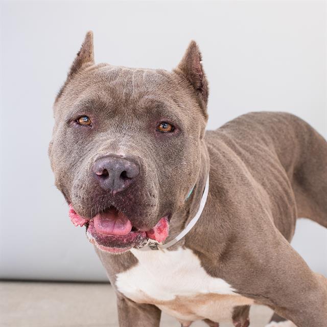 adoptable Dog in Baldwin Park, CA named LINA
