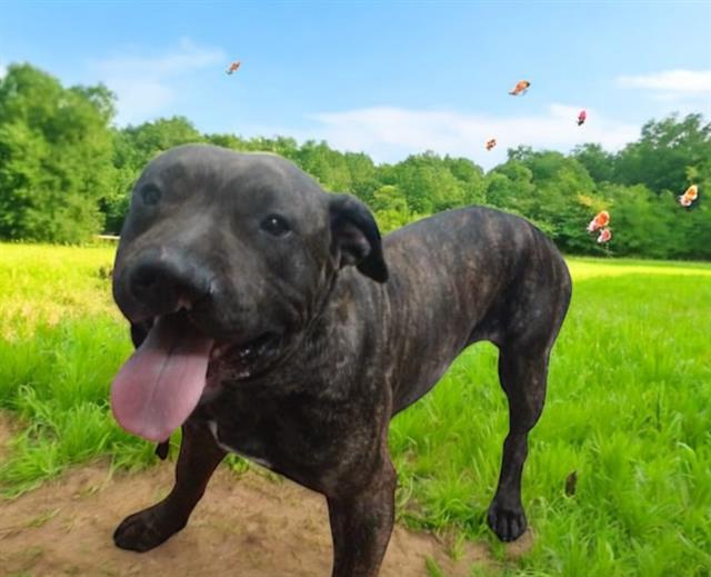adoptable Dog in Baldwin Park, CA named CUPCAKE
