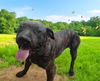 adoptable Dog in  named CUPCAKE
