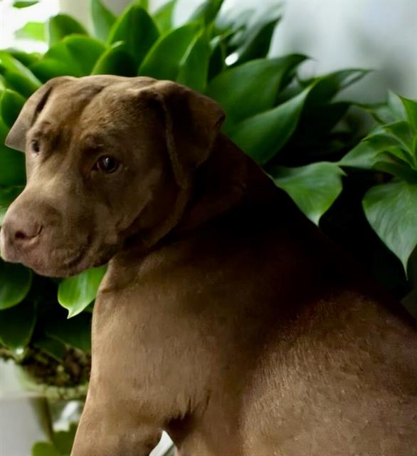 adoptable Dog in Baldwin Park, CA named PRINCESS LILLY