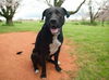 adoptable Dog in  named CRAIG