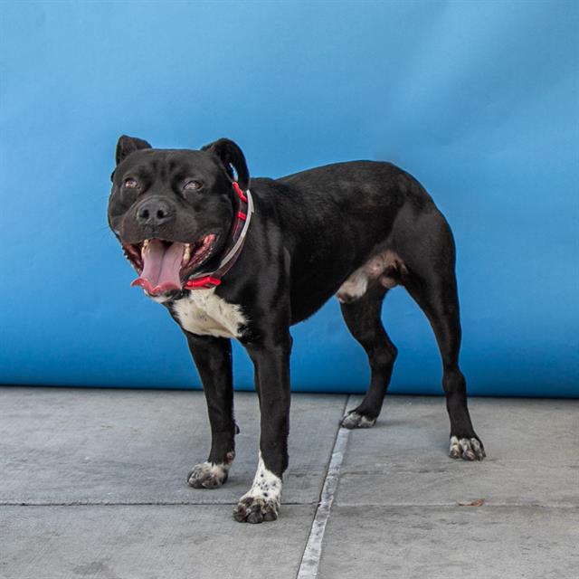 adoptable Dog in Baldwin Park, CA named OTTO
