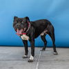 adoptable Dog in  named OTTO