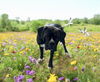 adoptable Dog in Baldwin Park, CA named RAVEN