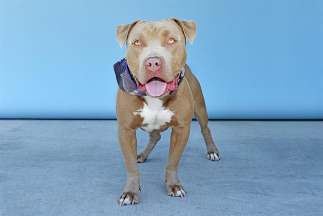 adoptable Dog in Baldwin Park, CA named KING