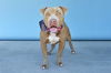 adoptable Dog in  named KING