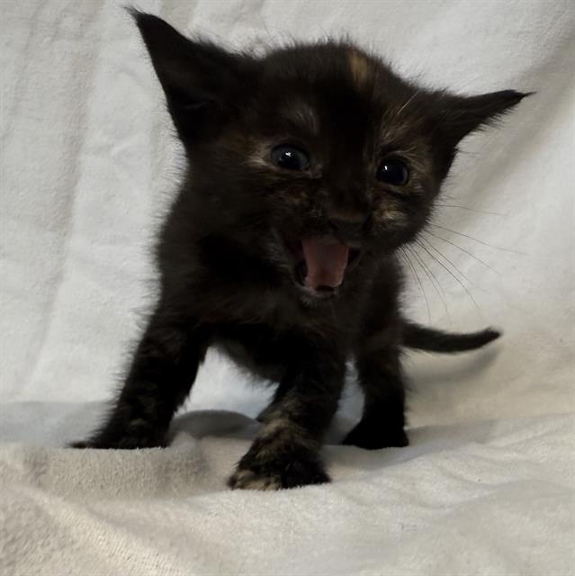 adoptable Cat in Baldwin Park, CA named SADIE