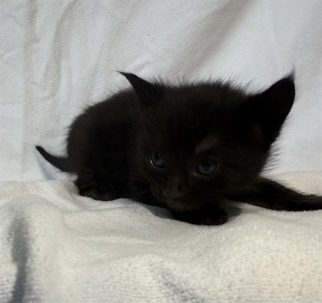 adoptable Cat in Baldwin Park, CA named CONNOR
