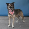 adoptable Dog in Baldwin Park, CA named SOAIRSE
