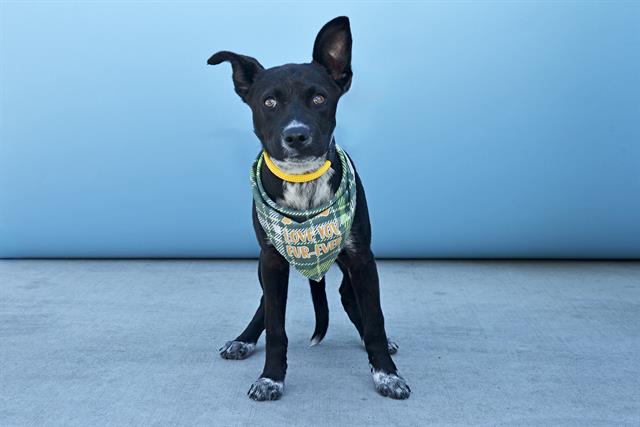 adoptable Dog in Baldwin Park, CA named OREO