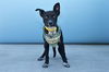 adoptable Dog in Baldwin Park, CA named OREO