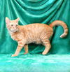 adoptable Cat in Baldwin Park, CA named MYLO