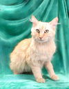adoptable Cat in Baldwin Park, CA named CLEMENTINE