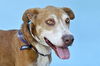 adoptable Dog in  named PAUL